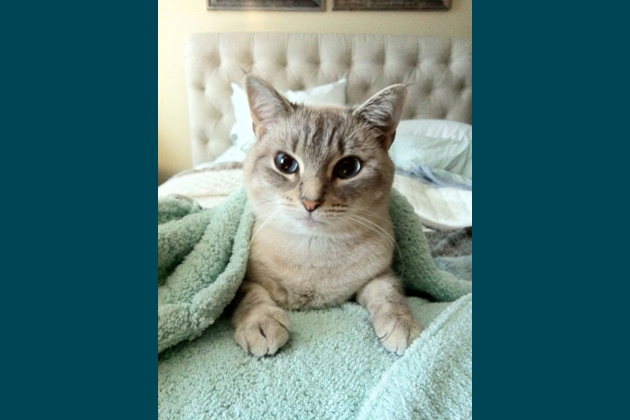 10 Adorable Pets Snuggling Under the Covers